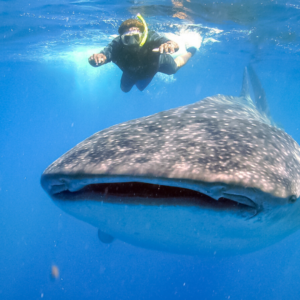Snorkel Tiburón Ballena Mexico