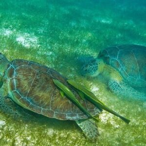 Snorkel Akumal Mexico