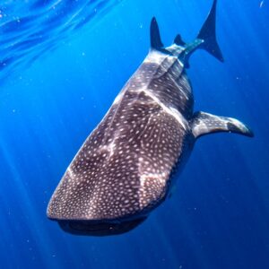 Snorkel Tiburón Ballena Mexico
