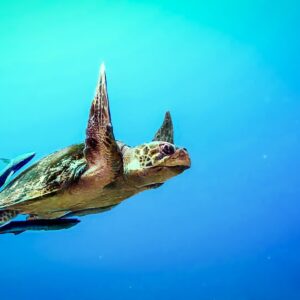 Contactenos Dive-x Cancun
