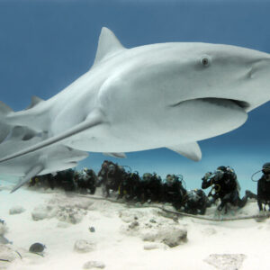 Buceo Tiburones Toros