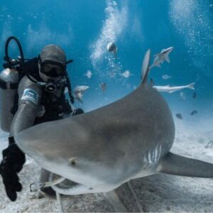 Alimentacion de tiburones toro
