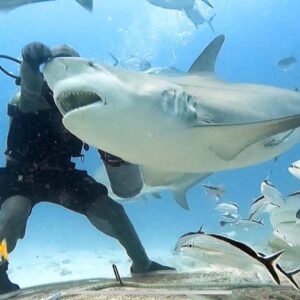 Bull shark feeding
