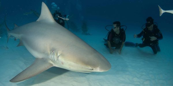 Best destinations to dive with bull sharks