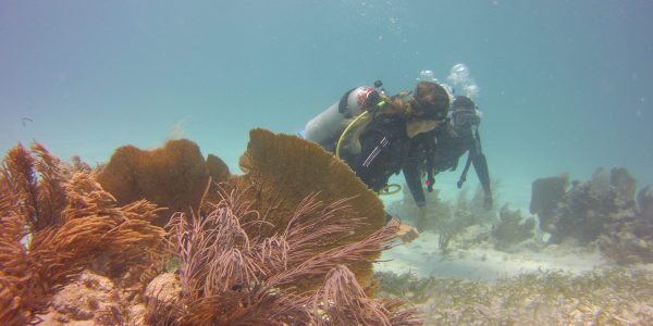 PADI Open Water Referral